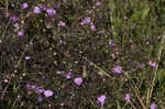 Slenderleaf false foxglove